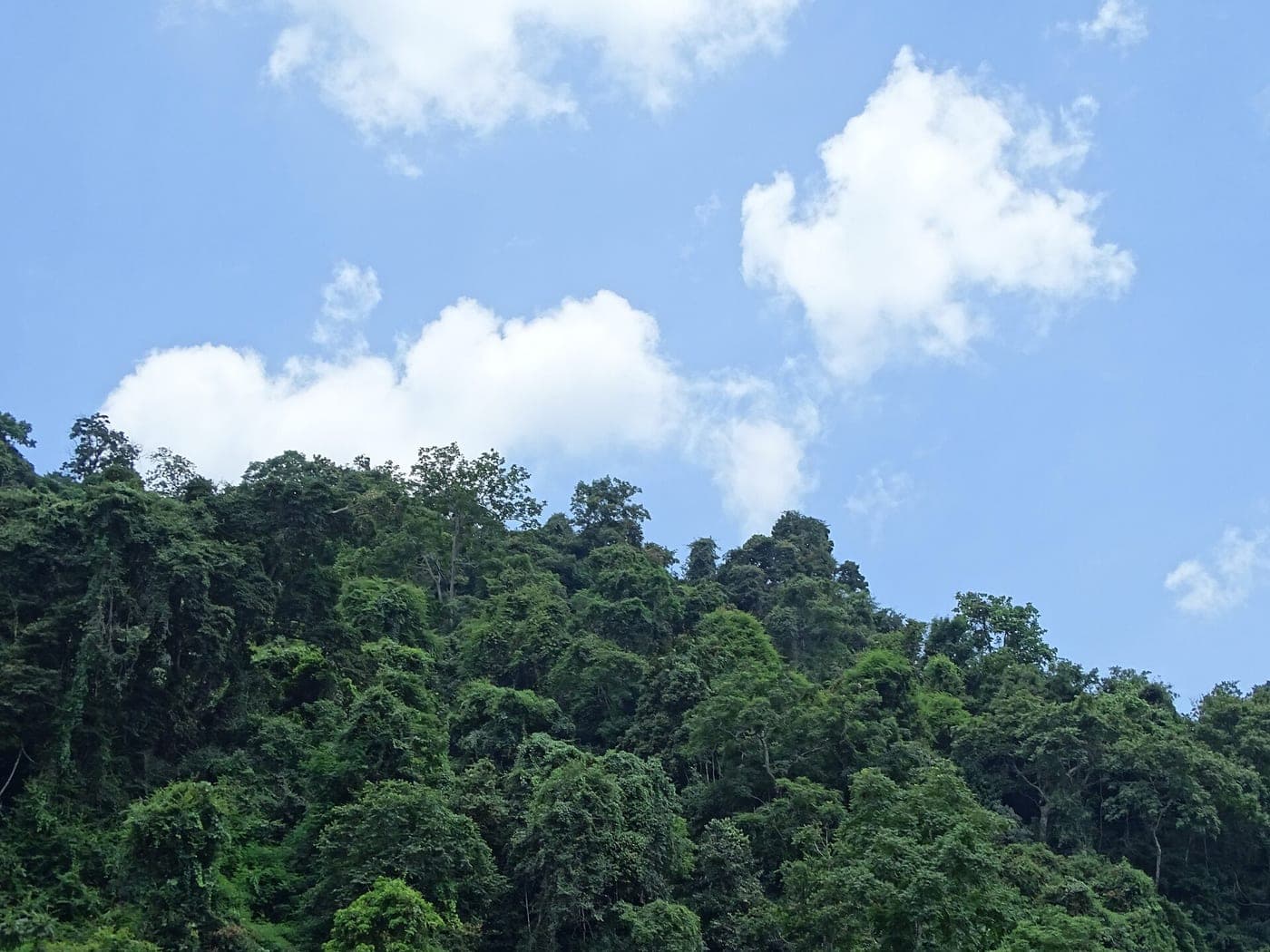 Scenery at Ba Be Lake - Ba Be National Park - Vietnam - 02 (48102255951)
